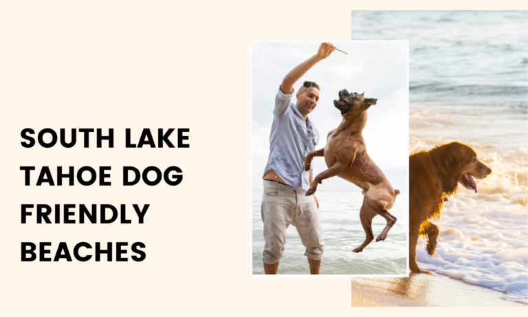 Top Dog-Friendly Beaches in South Lake Tahoe
